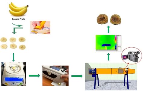 banana slices drying temperature